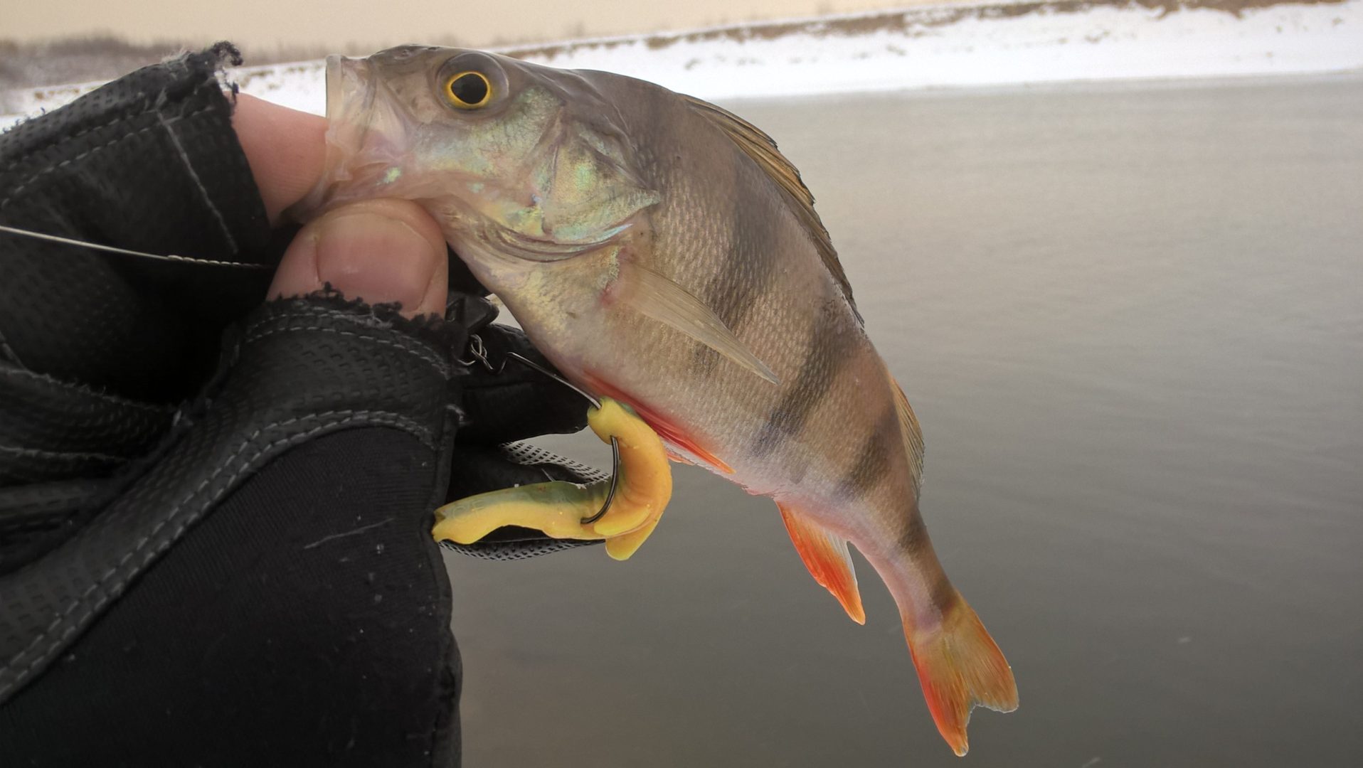 Фото новогодний окунь на Москве-реке на двухцветный Crazy Fish Tough 2.8" с откушенным ранее хвостом
