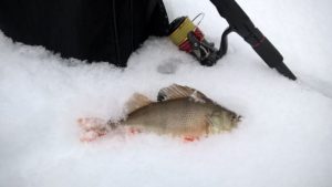Окуни на снегу или день откушенных хвостов 🦈 Открытие 2019 рыболовного года