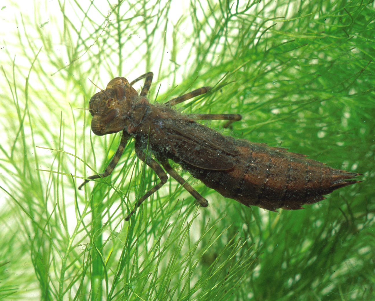 Фото личинка стрекозы под водой