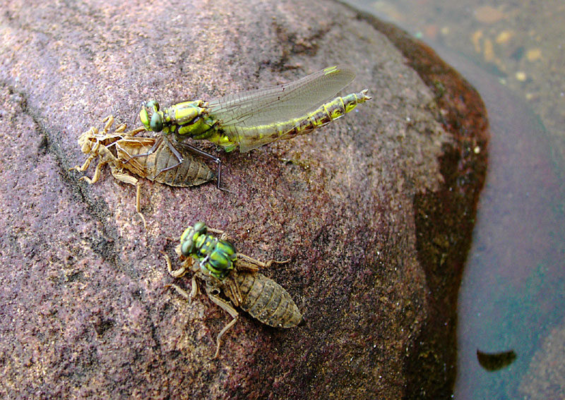 Фото стрекозы покидают оболочку личинки