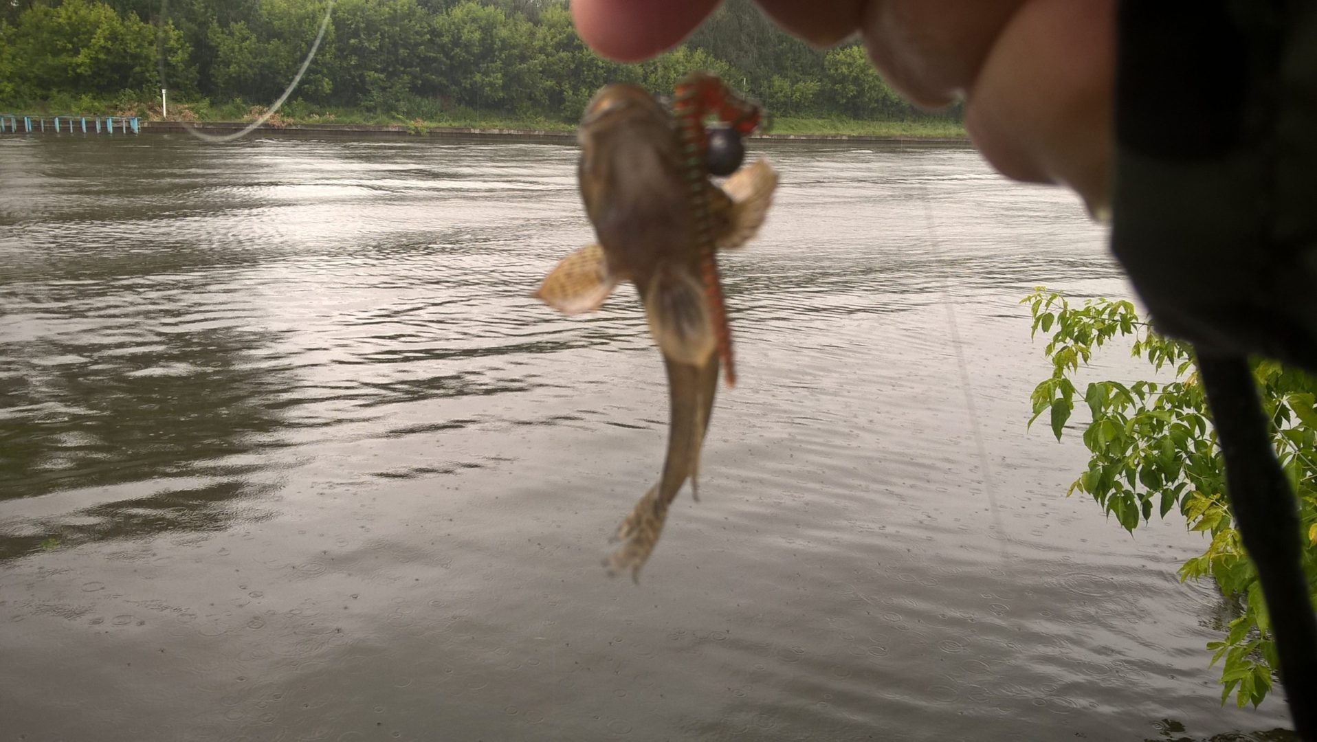 Фото незачетный бычок-кругляк на Crazy Fish Cruel Leech 2.2" в летнем туре "Золотой Рыбки - 2019"